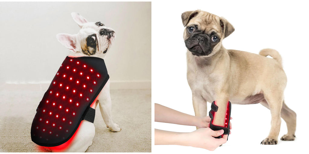 Does Red Light Therapy help pets?