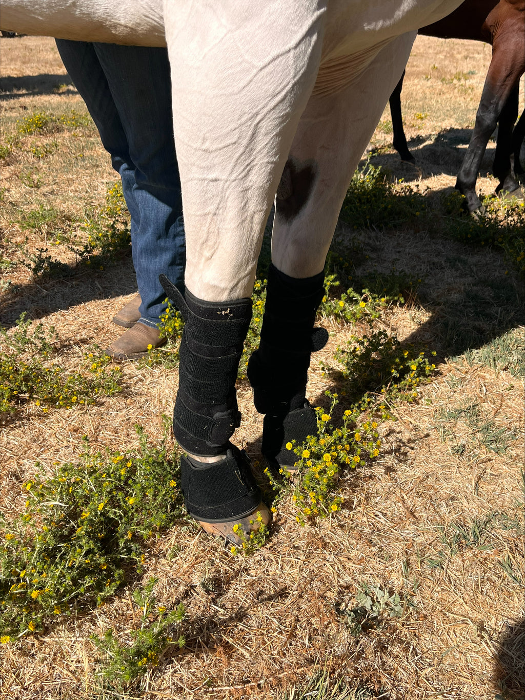 How Red Light Therapy Aids Pets in Healing from Wounds and Injuries?