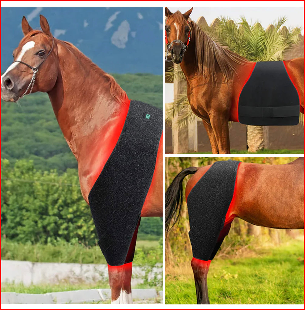 How Red Light Therapy Relieves Arthritis and Chronic Pain in Pets