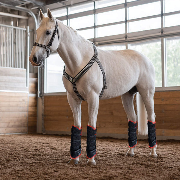 red light horse boots for post-exercise recovery