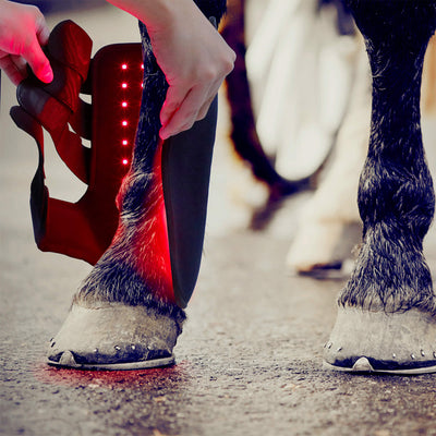 Red-Light-Infrared-Pet-Sport-Wound-Recovery-Horse-Leg