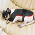 Wearable-Red-light-Therapy-wraps-for-dog-back