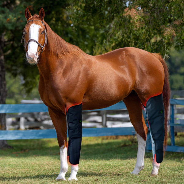 adjustable-equine-red-light-therapy-boots