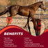 - Red / Near-Infrared Light Therapy Hock Wrap for Horses