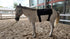 Equine Red & Near Infrared Light Therapy Back Wrap (M 35" × 28")