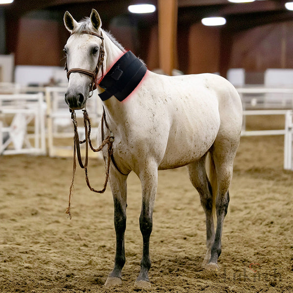 equine joint therapy light device