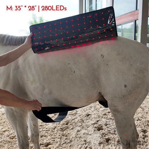 horse muscle recovery therapy device