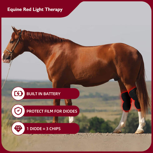 red infrared therapy for equine hock helper