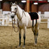red light therapy for horse back pain