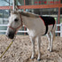 equine light therapy wrap for back