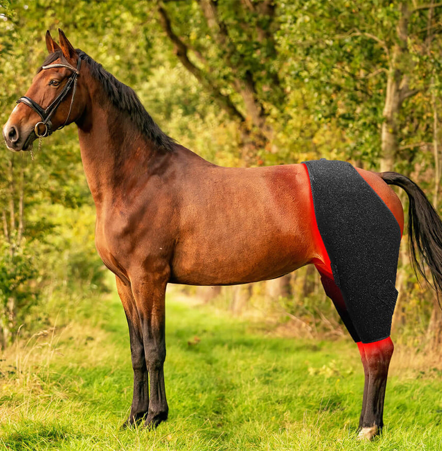 equine red light therapy belts