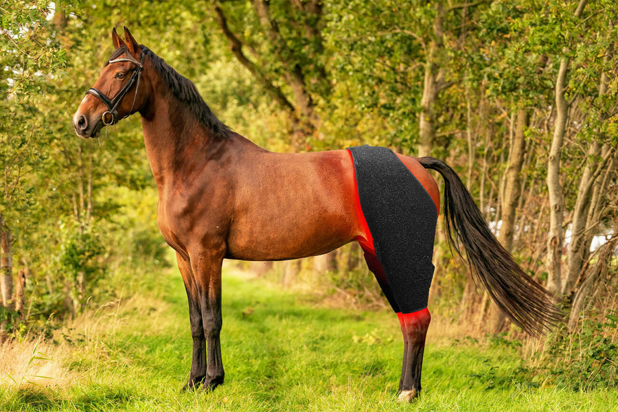 equine red light therapy wraps