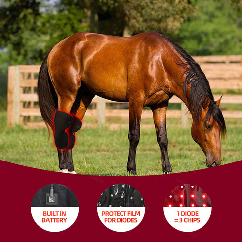 infrared light therapy for equine hock