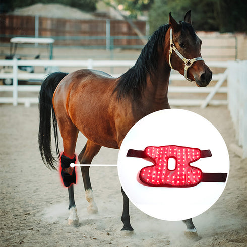 horse hock helper red light therapy