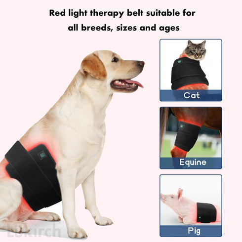 red light phototherapy mat belts equine dogs, cats pigs