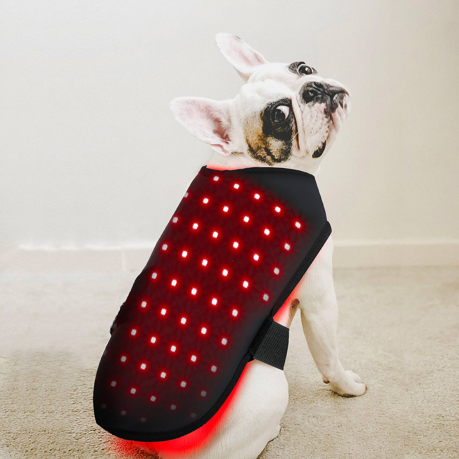 Dog coat store with led lights